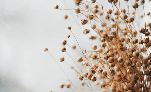 European flax field